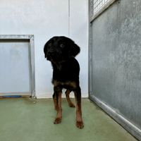 VODKA, chienne à adopter