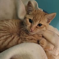 Flan aux Pommes, chat à adopter