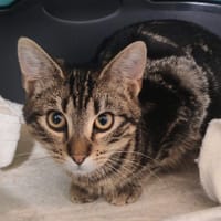 LUMINOL, chatte à adopter