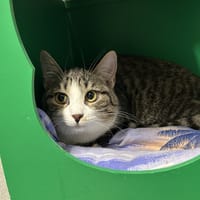 ADDY, chatte à adopter