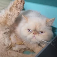 PRINCESSE BANQUISE, chatte à adopter