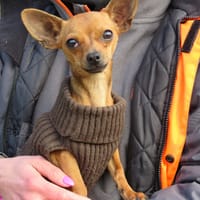 OUISTITI, chien à adopter