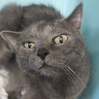 JOY, chatte à adopter