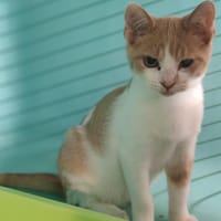 BLITZO, chat à adopter