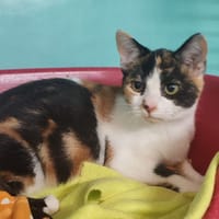 ASKA, chatte à adopter