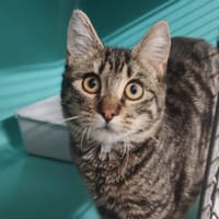 KORNACKI, chatte à adopter