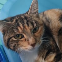 DOLORES, chatte à adopter