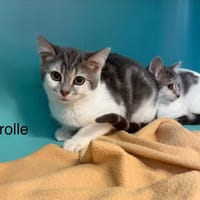 Trolle, chat à adopter