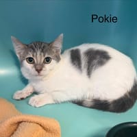POKIE, chatte à adopter