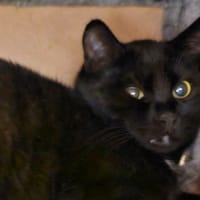 MISTIK, chat à adopter