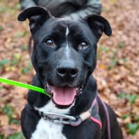 NINJA, chien à adopter