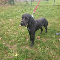 UNTER PAA24011, chien à adopter