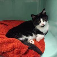 FROSTY PAB28300, chat à adopter