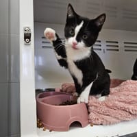 BIBI (adoption en duo avec Boubou), chatte à adopter