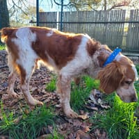 OASIS, chien à adopter