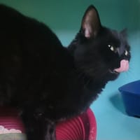 Patriciette, chatte à adopter