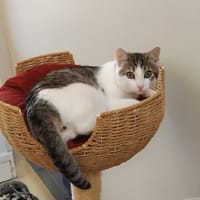 ULYSSE PAB28328, chat à adopter