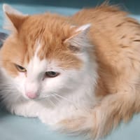 KIKO, chat à adopter