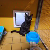 HARRANE A17209, chatte à adopter