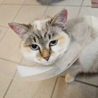 ROX, chatte à adopter