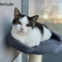Hercules, chat à adopter