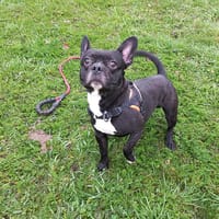 Djumbo, chien à adopter