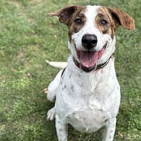 Romeo CAA14382, chien à adopter