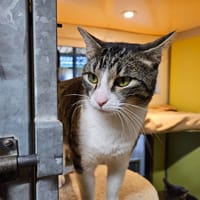 NEVEN A17200, chat à adopter