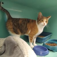 raclette pab28327, chatte à adopter