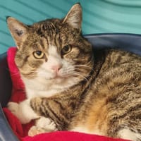 JULES, chat à adopter