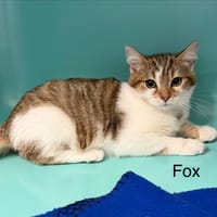 FOX, chat à adopter
