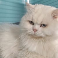 PAMUK, chat à adopter