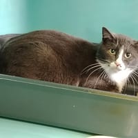 VICTOR, chat à adopter