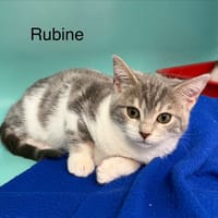RUBINE, chatte à adopter