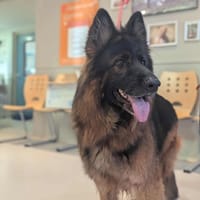 Paloma, chienne à adopter