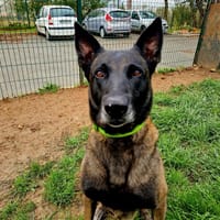 Onix, chien à adopter