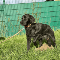 VANILLE, chienne à adopter