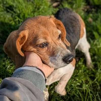 NASA QCN, chienne à adopter