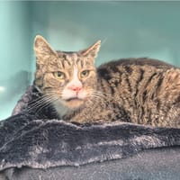 Gimly, chat à adopter