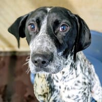 PRINCE, chien à adopter