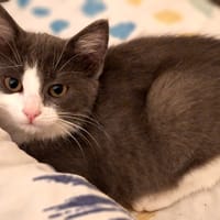 CHATOUNE QCT, chatte à adopter