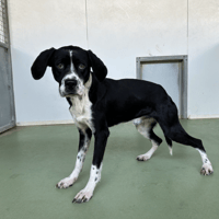 VOLVO, chien à adopter