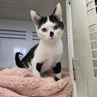 BOUBOU (adoption en duo avec Bibi), chat à adopter