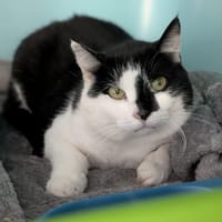 RILEY, chatte à adopter