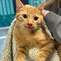 FORREST, chat à adopter