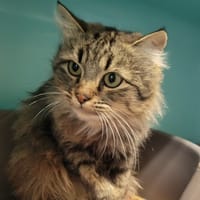 Pilette, chatte à adopter