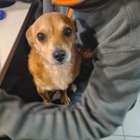 FIGGY, chien à adopter