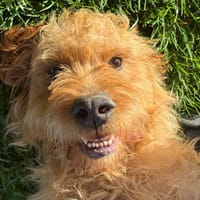 NEPAL, chien à adopter