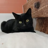 BAMJO, chat à adopter