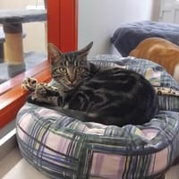 PIVET PAB28276, chatte à adopter